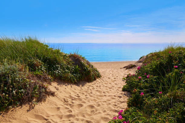 cape cod herring cove beach massachusetts eua - landscape new england cloud sky - fotografias e filmes do acervo