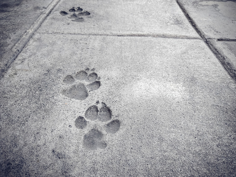 Foot Prints of Dogs on Concrete Floor, With space for place your text.