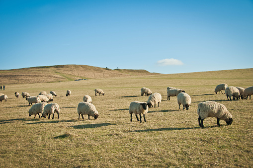 Flock of sheep grazing at White Horse hill in Uffington, Oxfordshire, England