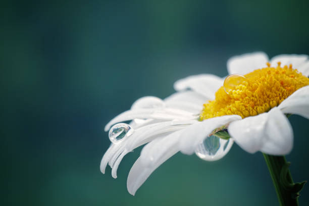 istock Beautiful drop of water on a white daisy, blurred background, reflection in a drop, macro. 1155226326