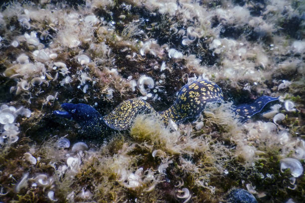 Mediterranean Moray (Muraena helena) Saint Helena Moray