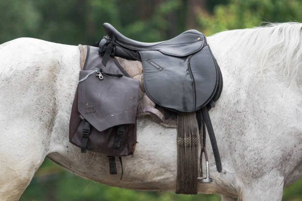 istock Hyppotherapy as treating a patient through communication with horses 1155227274