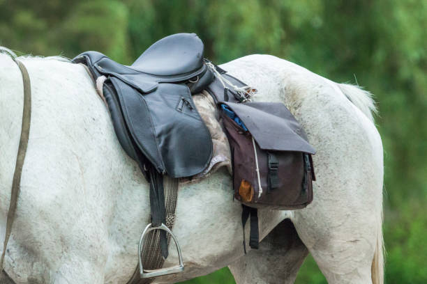 istock Hyppotherapy as treating a patient through communication with horses 1155227277