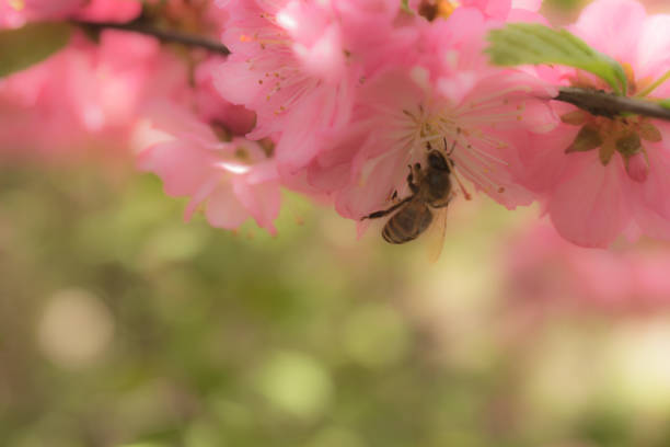 bee on fading sakura flowers, close up