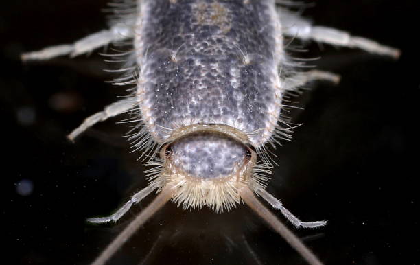 close-up de silverfish (zygentoma) - zygentoma - fotografias e filmes do acervo