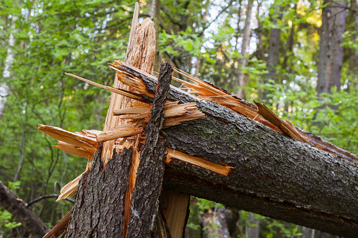 Broken spruce tree trunk, close up