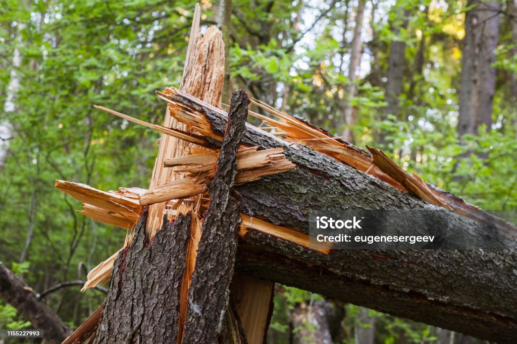 Broken spruce tree trunk, close up Broken spruce tree trunk in a forest, close up photo Tree Stock Photo