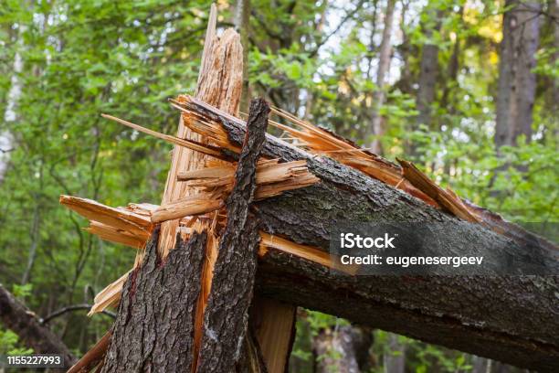 Broken Spruce Tree Trunk Close Up Stock Photo - Download Image Now - Tree, Damaged, Storm