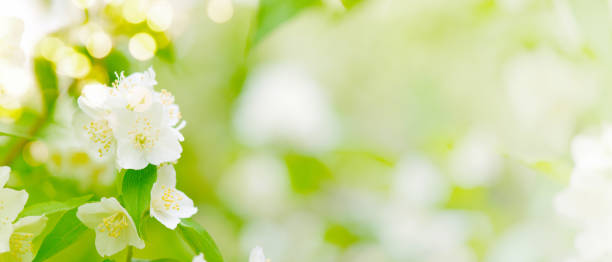 istock Banner with blooming plant and sun lights 1155228155