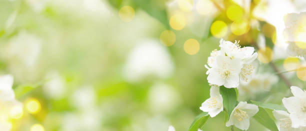 istock Banner with blooming plant and sun lights 1155228174