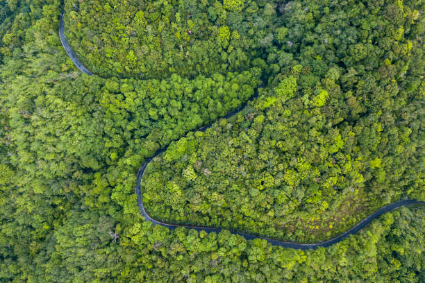 istock Aerial view the road through the forest. 1155228440