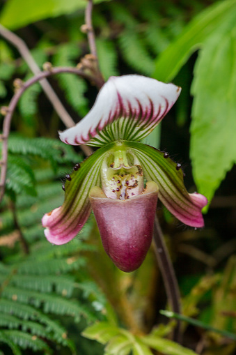 Paphiopedilum In nature that is beautiful The flowers are green or purple green.