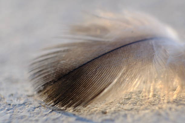 close up photo of bird feather