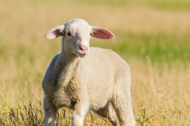 istock Lamb Grazes in a Meadow, Lamb in a field 1155229125
