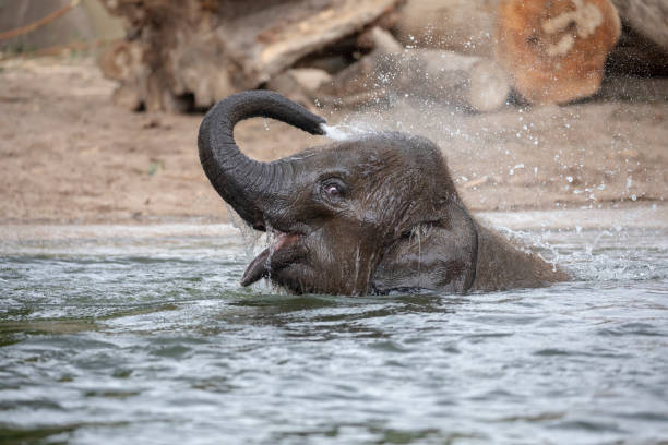 istock Cute young Indian elephant calf playing in water 1155229210