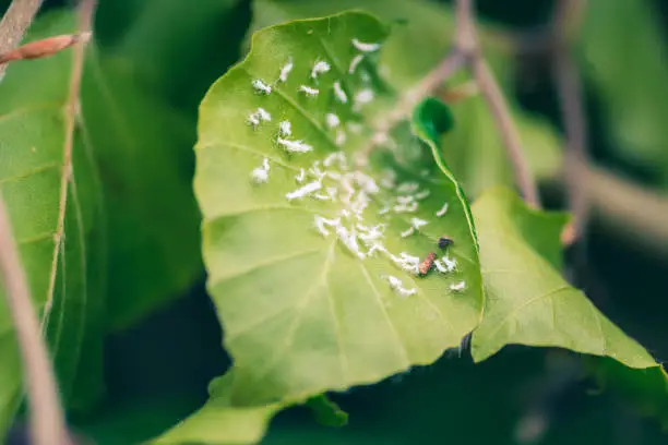 Close-up of mealybugs (Pseudococcidae) on leaves of a European hornbeam hedge.