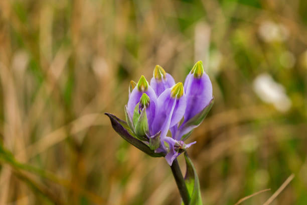 Burmannia disticha is a biennial plant in nature. The flowers are purple to blue-purple. The inflorescence is 30-60 cm long.