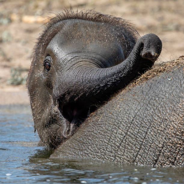 istock Cute young Indian elephant calf playing in water 1155229596