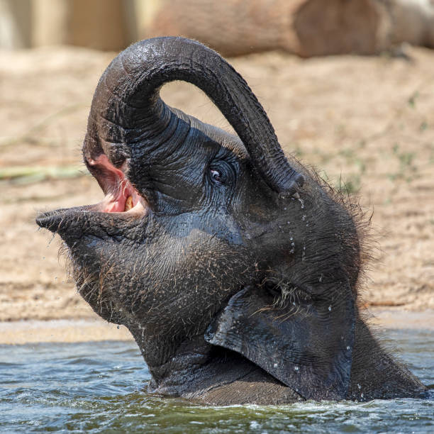 istock Cute young Indian elephant calf playing in water 1155229619
