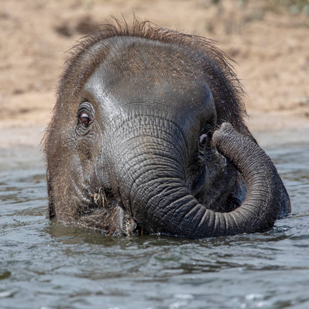 istock Cute young Indian elephant calf playing in water 1155229640