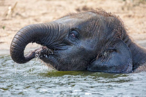 istock Cute young Indian elephant calf playing in water 1155230384