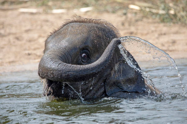 istock Cute young Indian elephant calf playing in water 1155230412