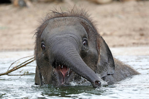 istock Cute young Indian elephant calf playing in water 1155231156