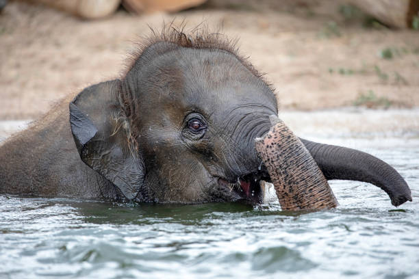 istock Cute young Indian elephant calf playing in water 1155231191