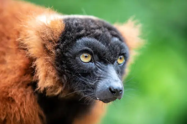 Photo of close-up view of adorable red ruffed lemur in wildlife