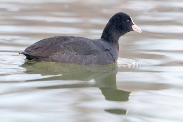 istock Coot swimming (Fulica atra) Close up Eurasian Coot 1155231447