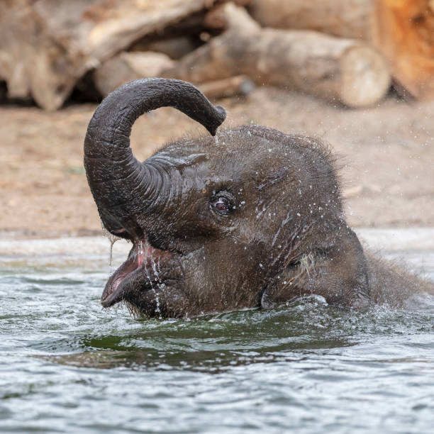 istock Cute young Indian elephant calf playing in water 1155231533