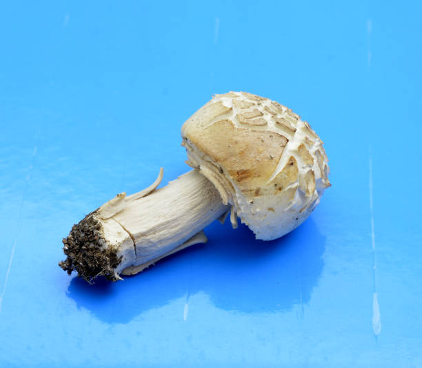 Agrocybe praecox, Spring Fieldcap mushroom