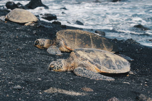 istock Endangered Green Sea Turtles Relaxing on the Shore 1155233130