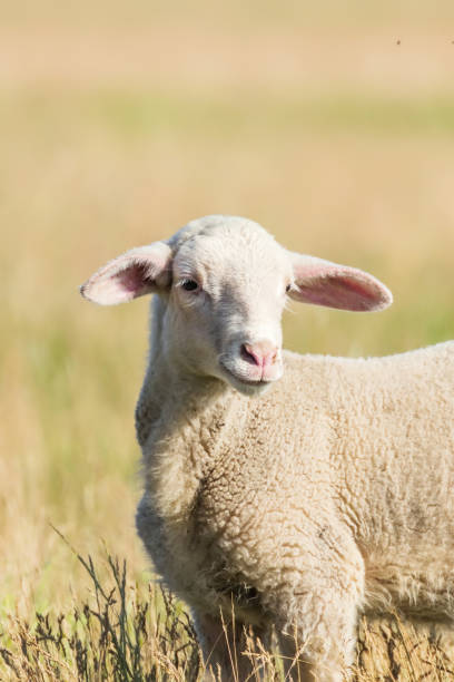 istock Lamb Grazes in a Meadow, Lamb in a field 1155233471
