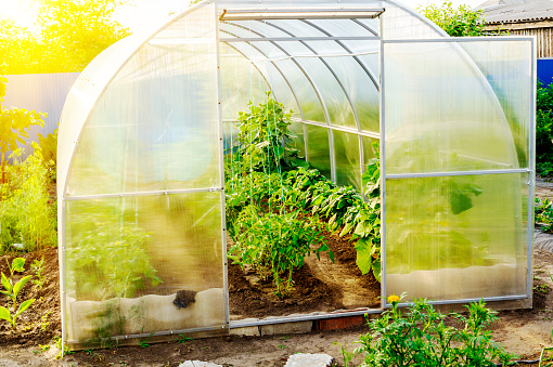 The small greenhouse in a garden with the grown-up tomatoes, cucumbers and sweet pepper. Conception of healthy food and eco products.