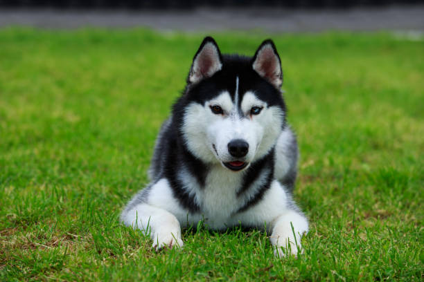 istock Dog breed Siberian husky 1155235464