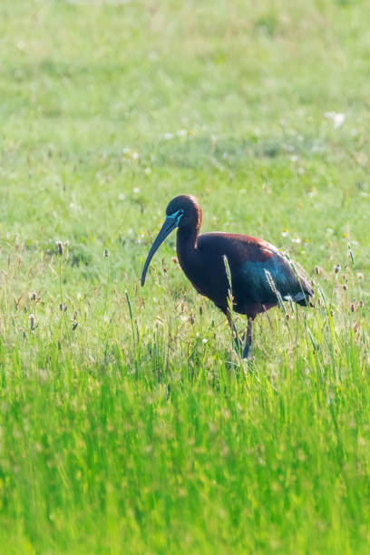 istock Glossy Ibis (Plegadis falcinellus) Wading Bird in Natural Habitat 1155235586