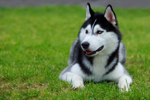 istock Dog breed Siberian husky 1155235716