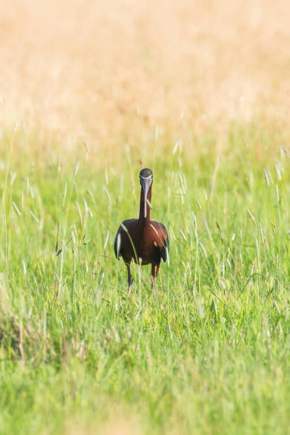 istock Glossy Ibis (Plegadis falcinellus) Wading Bird in Natural Habitat 1155235795