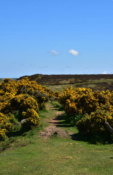 istock Coast to Coast Route Through Blooming Gorse Bushes 1155236078