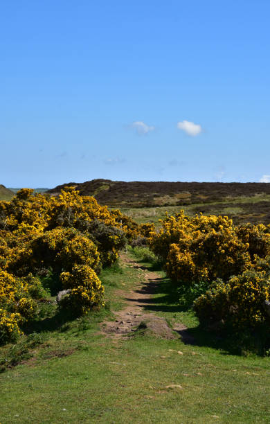 istock Coast to Coast Route Through Blooming Gorse Bushes 1155236080