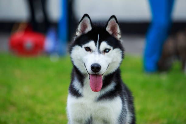 Portrait of a Siberian Husky breed dog close up