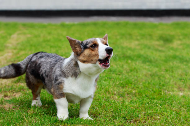 istock Dog breed Welsh Corgi Cardigan 1155236329