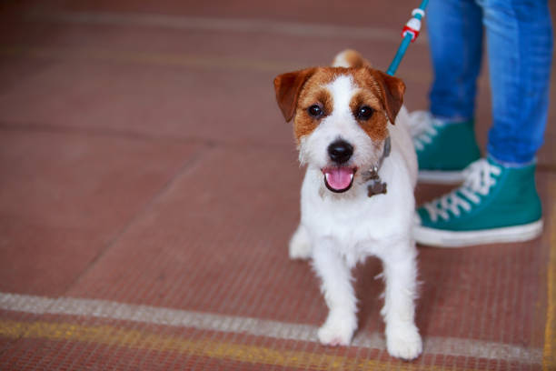 Dog breed Jack Russell Terrier close up