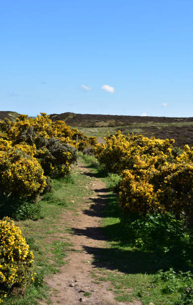 istock Coast to Coast Route Through Blooming Gorse Bushes 1155236691