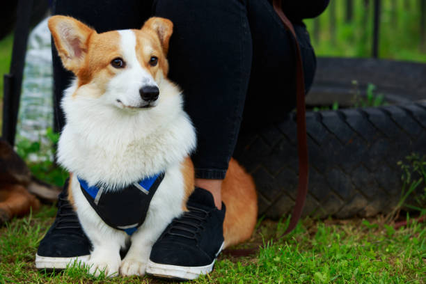 istock Dog breed Welsh Corgi Pembroke 1155237458