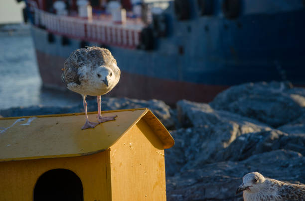 Seagull at The Seaside