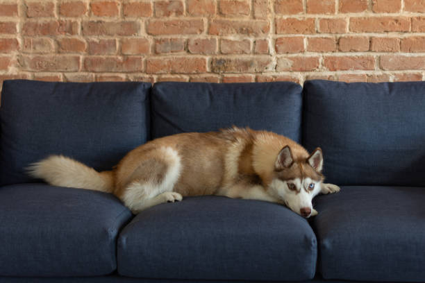 istock Husky dog is siting on a sofa near brick wall background. 1155237705