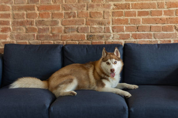 Husky dog is siting on a sofa near brick wall background.