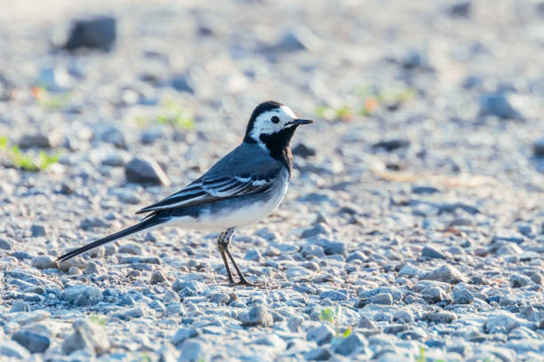 istock White Wagtail (Motacilla alba) Cute Little Bird 1155238014